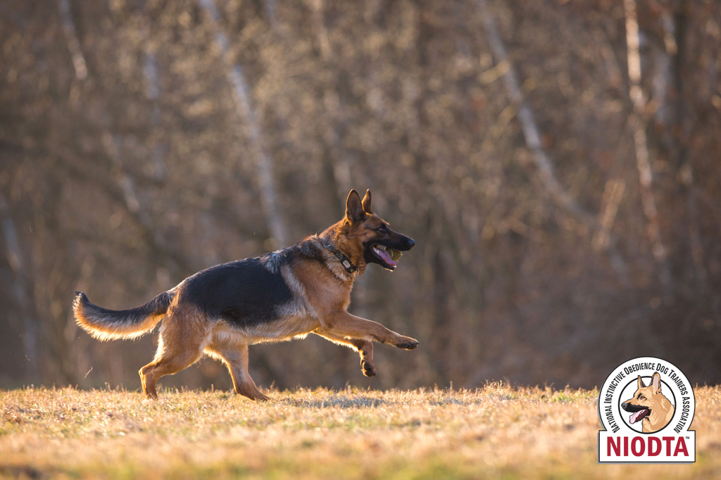 German Shepherd leaping through the woods