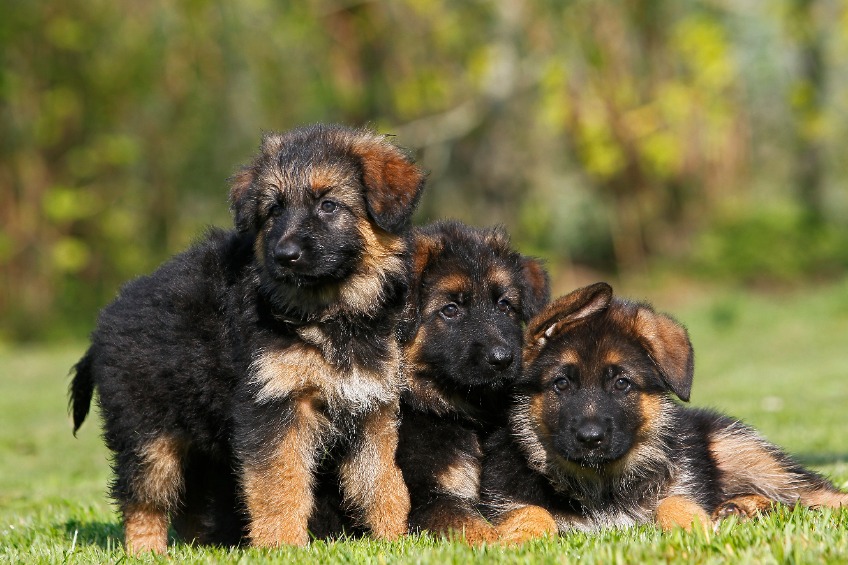 German Shepherd puppies on the lawn