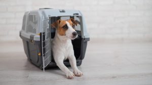 Jack Russell terrier inside a crate