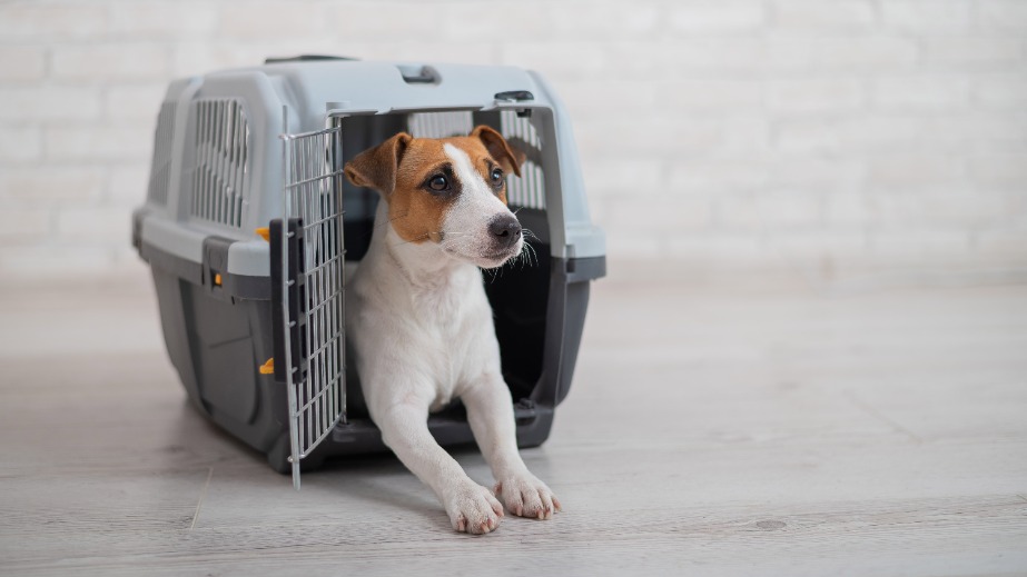 Jack Russell terrier inside a crate